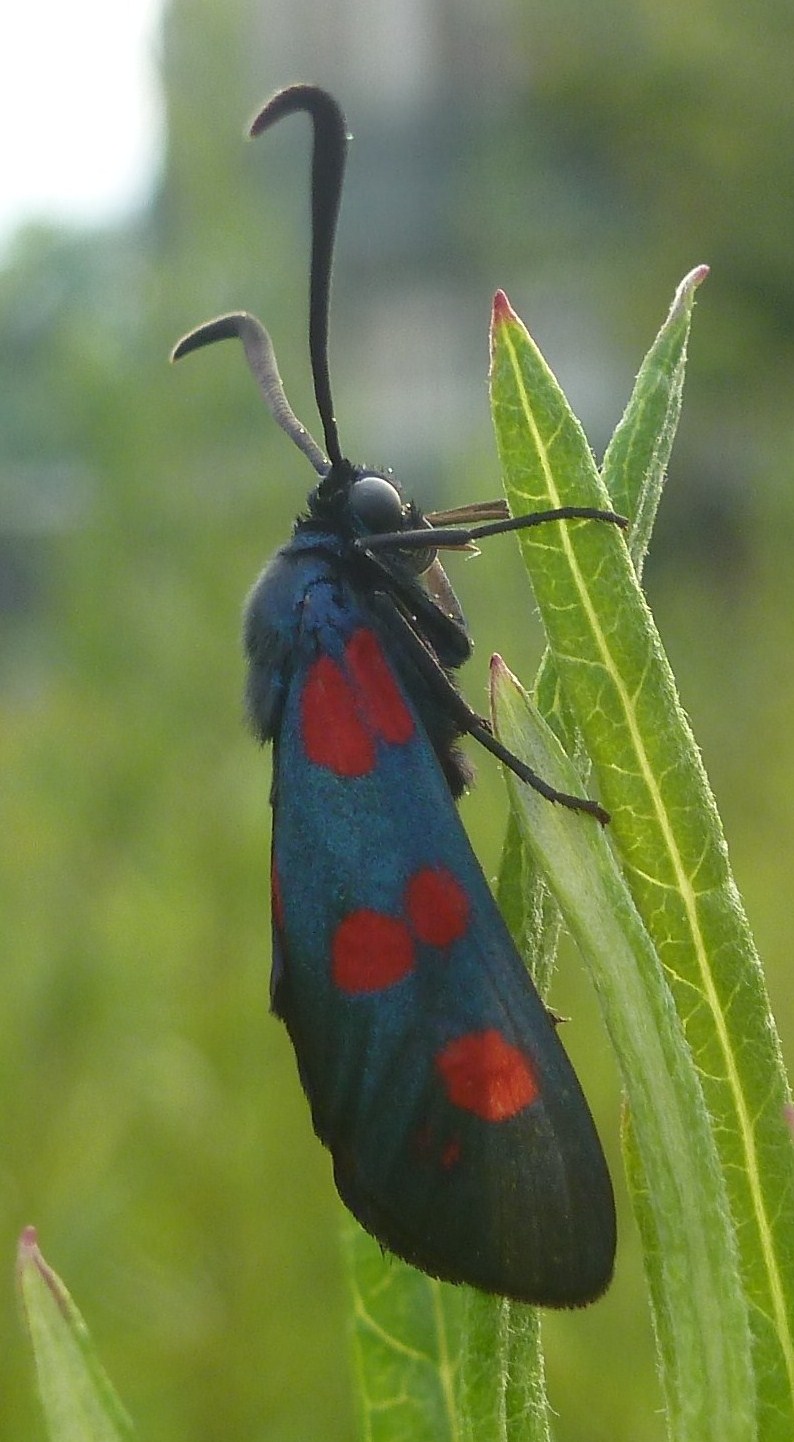Zygaena filipendulae?